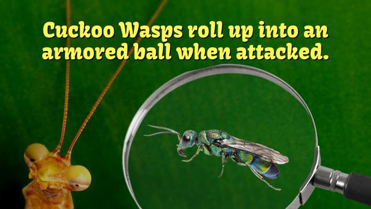 Amazing Animals: Bug Edition image number null